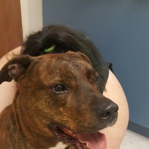 Meet your Posher, Clara